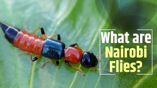 All You Need to Know About Nairobi Fly- Skin Burning Insect Causing Diseases in Bihar And Sikkim