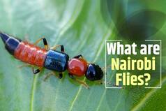 All You Need to Know About Nairobi Fly- Skin Burning Insect Causing Diseases in Bihar And Sikkim