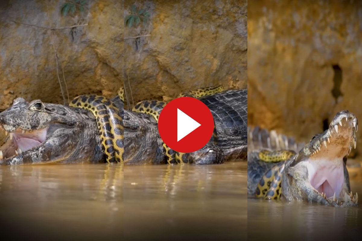anaconda snake eating crocodile