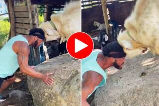 Bakre Ka Video: कुछ नहीं मिला तो बकरे से भिड़ गया शख्स, मगर जो हो गया सोच भी नहीं सकते- देखें वीडियो