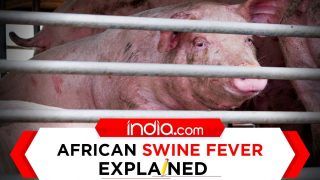 What Is African Swine Fever Detected In Assam, Other Northeastern States | Explained