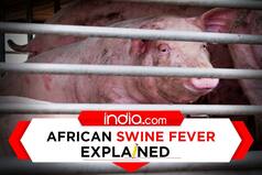 What Is African Swine Fever Detected In Assam, Other Northeastern States | Explained