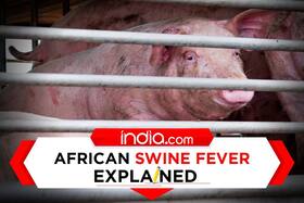 india.com top news