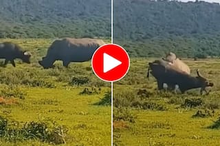 Bhense Aur Gende Ki Ladai: बिना सोचे समझे गैंडे से भिड़ गया भैंसा, कुछ देर बाद जान बचाना भी मुश्किल हो गया- देखें वीडियो