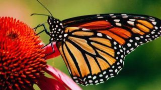Migratory Monarch Butterflies Two Steps Away From Extinction, Listed As Endangered
