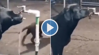 Viral Video: Smart Dog Closes Tap After Drinking Water. A Lesson For Humans, Says Twitter