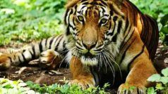 Viral: एक और बेकाबू बाघ को वन अधिकारियों ने दबोचा, कई लोगों को बना चुका है शिकार
