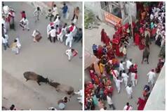 Viral Video: 2 Bulls Stray Into Wedding Baarat, Lock Horns in A Vicious Fight | Watch