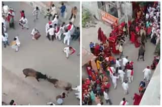 Viral Video: 2 Bulls Stray Into Wedding Baarat, Lock Horns in A Vicious Fight | Watch