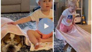 Viral Video: Little Girl Covers Sleeping Dog With Blanket, Video Will Make You Go Aww | Watch
