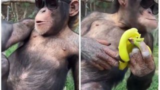 Viral Video: Monkey Sits on a Rope & Enjoys Eating Banana, Chills Like a Boss | Watch