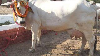 Cow Urine At Rs 4 Per Litre, Chhattisgarh Government To Start Purchasing on Hareli