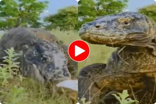Wild Animal Video: हिरण को खड़े-खड़े लील गया कोमोडो ड्रैगन, नजारा देख सिहर उठे लोग- देखें वीडियो
