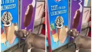 Viral Video: Poor Dog Licks Ice Cream on Poster Believing It to Be Real, Internet Sympathises | Watch