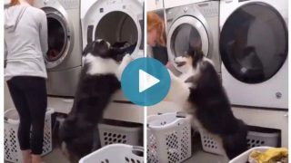 Viral Video: Happy Dog Helps Woman With Her Laundry, Gives Her a High-Five | Watch