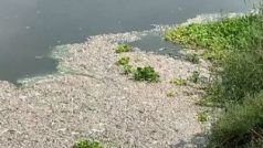 Viral: नजफगढ़ के नाले में मरी हुई मिलीं सैकड़ों मछलियां, अचानक हुई मौतों का अभी सुलझ नहीं पाया रहस्य