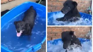 Viral Video: Dog Has Fun Splashing Water, His Unique Bathing Style Amuses Twitter | Watch