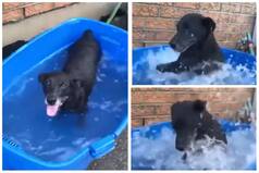 Viral Video: Dog Has Fun Playing With Water, His Funny Bathing Style Amuses Twitter | Watch
