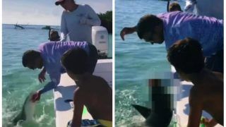 Viral Video: Horrifying Moment Shows Shark Biting Man's Hand, Watch How He Reacted