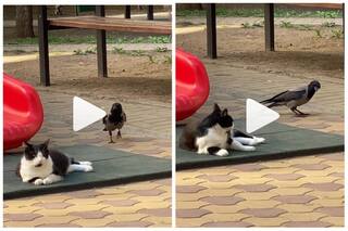Viral Video: Playful Crow Teases Sleepy Cat, Video Will Make You Laugh Out Loud | Watch