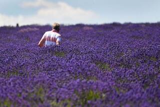 Purple Paradise: Mayfield Lavender Farm Is Nothing Less Than Surreal Heaven On Earth | Watch Breathtaking Video And Images