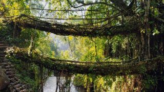 Living Root Bridge: A Meghalayan Marvel Preserving Natural Heritage | See Pics