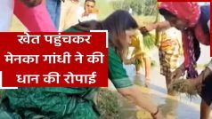 महिलाओं के साथ मिट्टी में बैठकर मेनका गांधी ने की धान की रोपाई, देखें वीडियो