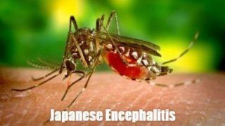Assam Reports 15 New Cases of Japanese Encephalitis, One Death; Total Tally Climbs to 251
