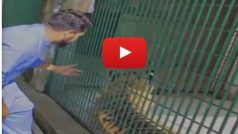 Viral Video Today: शेर को छेड़ रहा था शख्स तभी पिंजरे में अटक गया हाथ, फिर जो दिखा हिल जाएंगे- देखें वीडियो