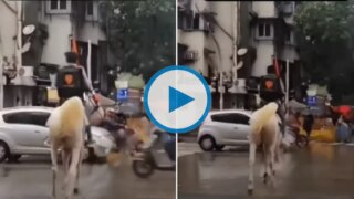 Viral Video: Swiggy Delivery Boy Rides Horse to Deliver Food Amid Mumbai Rains, Internet Lauds 'Jugaad' | Watch