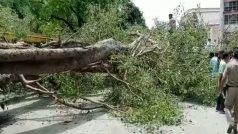 Narrow Escape For 3 Men On Scooter As Tree Falls on Them During Rain in Rajasthan