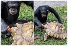 Chimpanzee Shares Fruit With a Tortoise, Heartwarming Video Has 6 Million Views | Watch