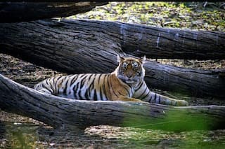 What Is Wild Life (Protection) Amendment Bill Passed By Lok Sabha