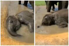 Viral Video: Baby Elephant Enjoys Taking Bath, Has Fun Rolling & Splashing in Water | Watch
