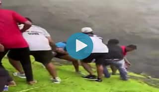 Brave Youths Risk Lives To Save Calf Stranded in Steep Valley in Maharashtra's Panvel | Watch