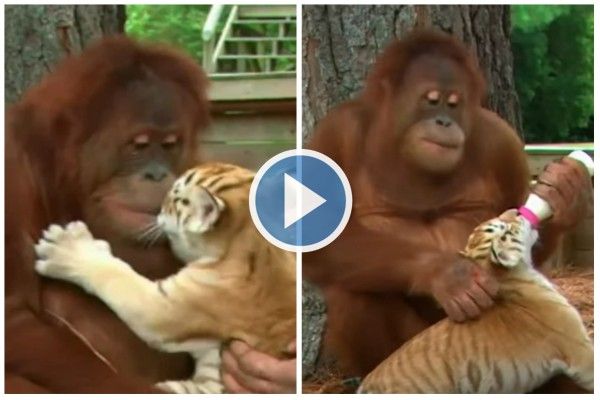 Video: Adorable Baby Tiger Being Smuggled Into US From Mexico Rescued