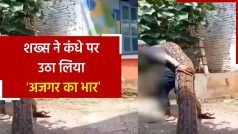 Viral Video: भारी भरकम अजगर को कंधे पर उठाकर ले जा रहा था युवक, वीडियो में देखें आगे क्या हुआ