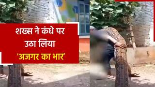 Viral Video: भारी भरकम अजगर को कंधे पर उठाकर ले जा रहा था युवक, वीडियो में देखें आगे क्या हुआ