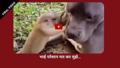 Viral Video: चूहे को बार-बार डिस्टर्ब कर रहा था डॉगी, चूहे ने पलट कर दिया करारा जवाब, देखें वीडियो