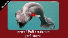 समुद्र में आज भी जिंदा है 8 करोड़ साल पुरानी Frilled Shark, वीडियो में दुर्लभ मछली के बारे डिटेल्स में जानें  | Watch Video