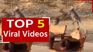 Viral Video: दो कंगारुओं के बीच छिड़ी जंग, वीडियो में देखें कैसे दोनों एक-दूसरे को मुंह पर मुक्का मार रहे हैं