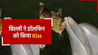 Viral Video: कभी देखा है ‘डॉलफिन और बिल्ली’ के बीच का याराना, देखें वीडियो