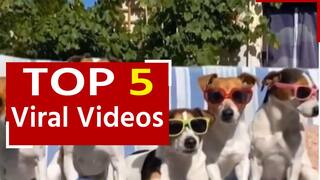 Viral Video: डॉग्स का झूले पर स्वैग देख आप भी हैरान हो जाएंगे, देखें मजेदार वीडियो