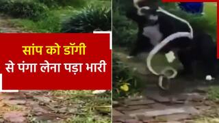 Viral Video: जब सांप ने डॉगी से लिया पंगा, तो वीडियो में देखें डॉगी ने सांप का क्या हाल किया
