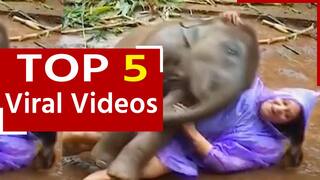 Hathhi Ka Video: महिला के साथ नन्हें हाथी ने जमकर की मस्ती, देखें इंसान और जानवर के बीच दोस्ती का अनोखा वीडियो