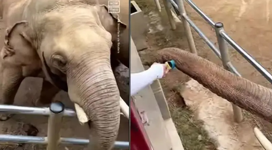In Heartwarming Video, Helpful Elephant Returns Child's Shoe That Fell Into Zoo Enclosure | Watch