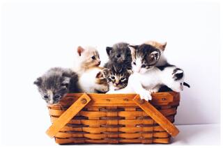 International Cat Day 2022: 5 Things People Often Ignore While Taking Care of Their Cats