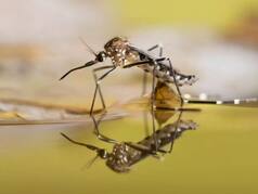 Swine Flu, Dengue, Malaria Cases Rise In Mumbai: BMC Urges All to Follow SOPs