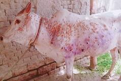 Mumbai Reports First Suspected Case Of Lumpy Skin Disease, Only 8 Per Cent Cattle Vaccinated