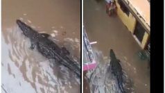 Magarmach Ka Video: भारी बारिश के बाद रिहायशी इलाके में घुस गया आठ फुट लंबा मगरमच्छ और फिर...देखें VIDEO